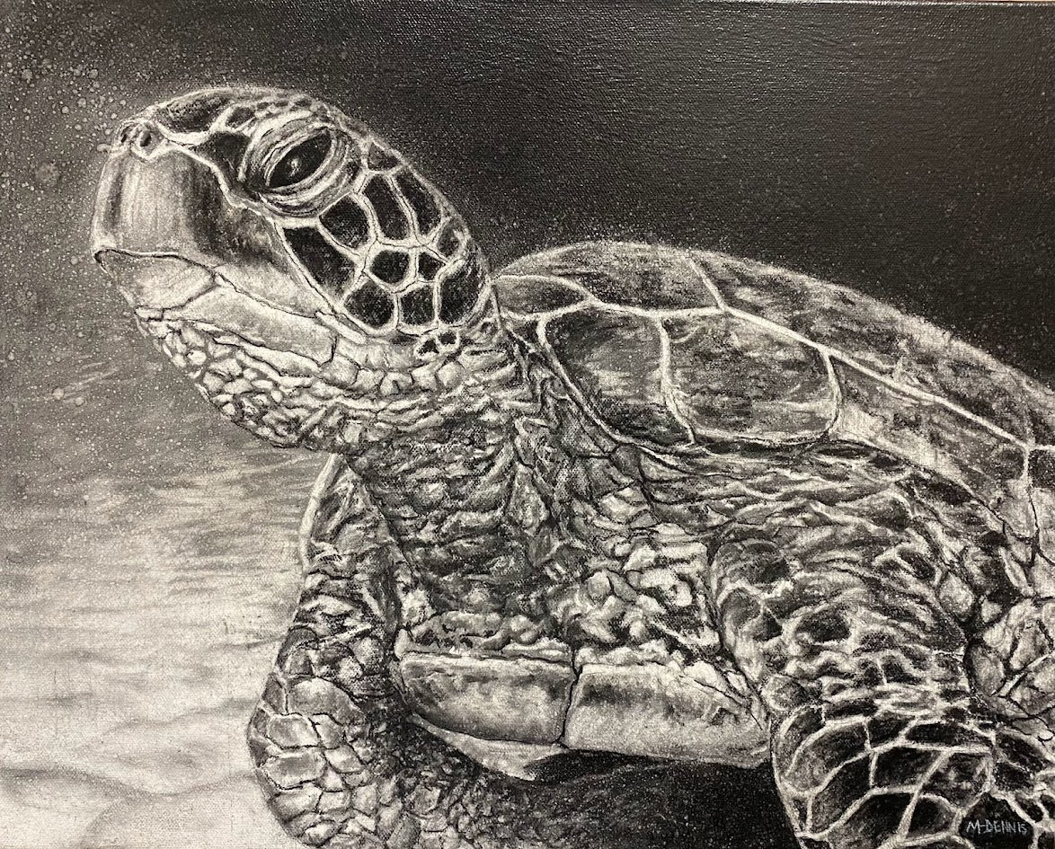 Sea Turtle charcoal drawing